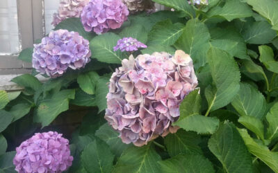 Ejercicios de 8 días para en Pedreña